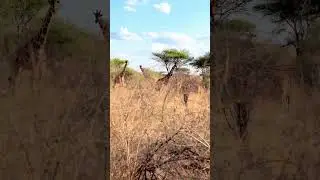 The hidden gem of Meru National Park&hellip; 💎