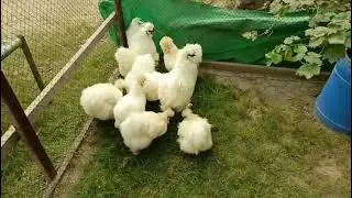 White silki amreican chickens breed's for sale medican fancy hen's lover faram chick's sale ####