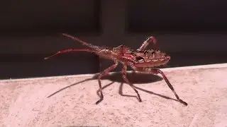 Western Conifer Seed Bug 2 HQ HD