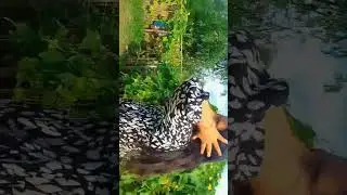 #part1#vutiya ladki#