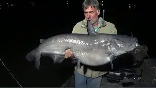 Big Catfish In Shallow Water