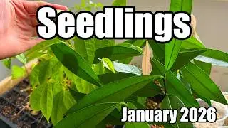 Achacha & Soursop Seedling Update - January 2026