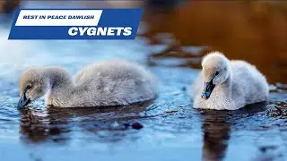 Наши лебеди пропали :-(