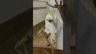 Aves fofas e inteligente 😍🐦#aves #psitac&iacute;deos. #cacatua #ringneck #papagaio #araraazul