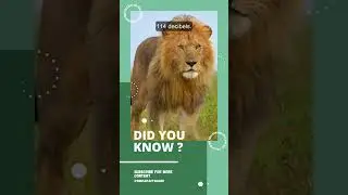 Lion Facts | How Loud Can a Lion Roar? The Incredible Facts Behind Their Sound