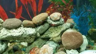 end results of cleaning the fish tank&nbsp; with new rock structure the fish love it