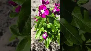 Poem - A Master Plan - #nature poem #life poem #life poetry #spoken word poem