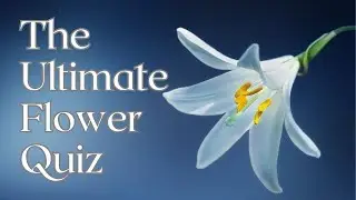 【Fun Trivia Quiz】Flower Trivia Quiz!