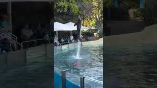 Demonstrating their strong tail flukes #bottlenosedolphin #adventures #fun #educational #seaworld