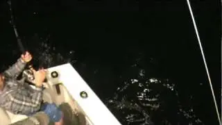 Nick Aldrich fighting Blue shark. Footage courtesy of the Betty Lisa, Noank Ct.