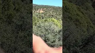 The Forest Service has been Destroying all the Indian and Nephilim artifacts since 7/2025