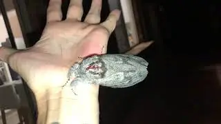 Biggest Moth I've Ever Seen
