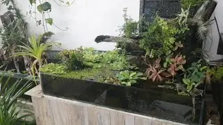 Update Paludarium 60cm x 1200cm with koi pond