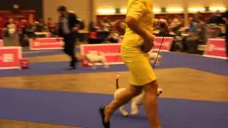 European Dog Show 2013, Jack Russell Terrier, Judge: Mrs. Elisabeth Feuz (CH) - BM