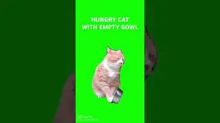 HUNGRY CAT WITH EMPTY BOWL. #memes #greenscreen #greenscreenoverlays #greenscreentemplate #meme