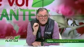 Cum folosim sulfatul de cupru ( piatra vanată )?