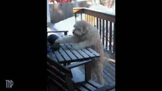 Toby's Frozen Football