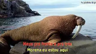 Rick & Renner e Molej&atilde;o - Na pontinha do p&eacute; === Karaoke - Videoke - Playback