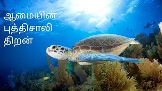 tortoise story tamil | The long life cycle of the tortoise symbolises immortality | tamil motivation