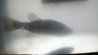 New pet bass