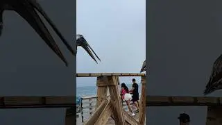Feeding Pelicans at pompano beach Pier. #fishing #southflorida #fisherman