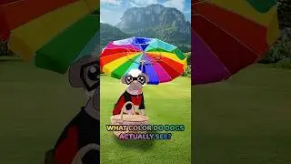 What Colors Can Dogs Actually See?! 🧐