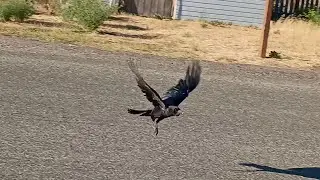 Kit's Crows 07-08-25