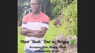 Accompong Town, Maroon Village, 3rd tour -  Plant 