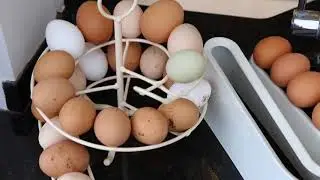 Sara Ward, Hen Corner - Country Living Spring Fair