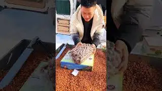 Fresh Creamy Macadamia Nuts &ndash; Big, Crunchy & Naturally Delicious