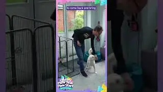 New Year New Start Dog Training Challenge Day 7: Magic Twist #absolutedogs #dogtraining