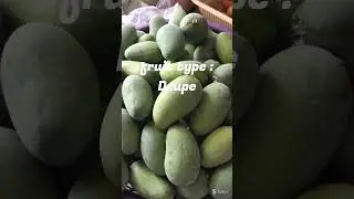 Mango🥭 #shorts #ytshorts #mango #agriculture #horticulture #pomology #jrf #srf #ytshortsindia #phd