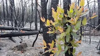 Coastal Drive Bush Fire Recovery
