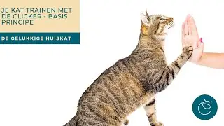 CLICKER TRAINING MET JE KAT, DEEL 1- De gelukkige huiskat | Kattengedrag