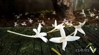 Millingtonia hortensis or tree Jasmine ❤️