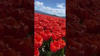 Tulips.. are the colors of dreams #shorts #Roozengaarde #skagitvalley