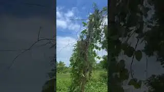 #dooars #nature