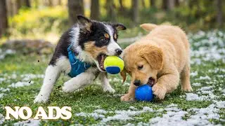 12 Hours Dog Music ❤️ Relaxation for Dogs 🐕 Puppy Sleep & Anxiety Relief