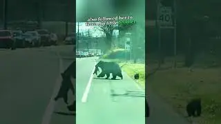 Bear Mom's Road Crossing Adventure #BearMom #BearCubs #WildlifeAdventure #AnimalBehavior #foryou
