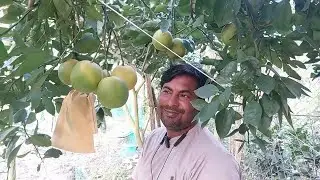 Morocco Malta. Sour and sweet Malta. Yellow Malta. Agricultural brother.