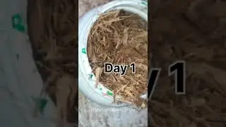 Homemade Cocopeat🤔| Coming Soon🤩|Compost made easy#shorts #ytshorts #trending #homemade #shortvideo
