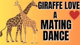Giraffe Love | A Mating Dance You Wouldn't Believe this Existed.
