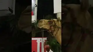How camel chewing in slow motion #camels #slowmotion #mobile