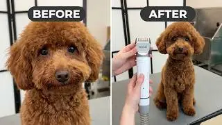 Dog Grooming Kit Oneisall - Review