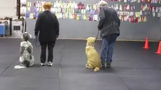 Allan Ross Dog Training