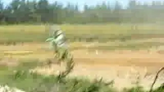 Races in Bell Island