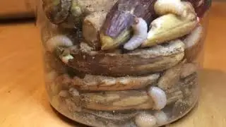 Acorn weevil larvae eating