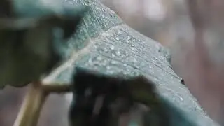 Rain Sounds To Sleep |Relax, Reduce Stress