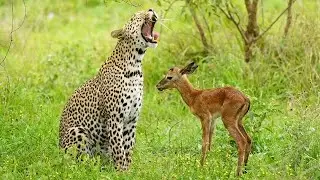 The Leopard and The Lamb 🐆