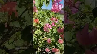 loveliest (bougies) bougainvillea #gardengems